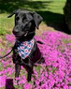 adoptable Dog in warrenton, VA named Leif