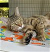 adoptable Cat in warrenton, VA named Tabbytha