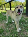 adoptable Dog in warrenton, VA named Alpine