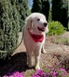 adoptable Dog in warrenton, VA named Panda Bear