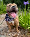 adoptable Dog in warrenton, VA named Ditty