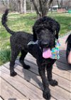 adoptable Dog in warrenton, VA named Pogo