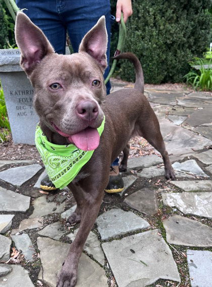 adoptable Dog in Warrenton, VA named Hera