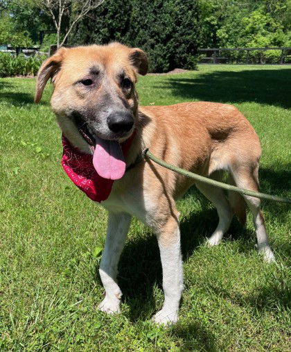 adoptable Dog in Warrenton, VA named Laakshi