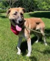 adoptable Dog in , VA named Laakshi