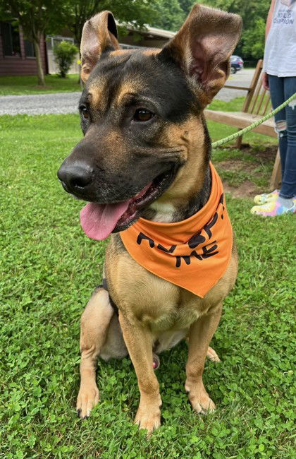 adoptable Dog in Warrenton, VA named Mario