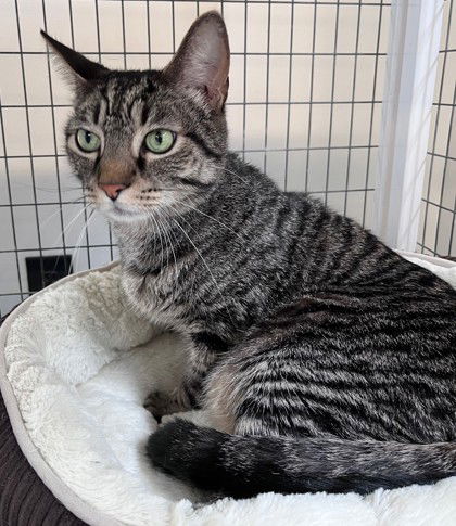 adoptable Cat in Warrenton, VA named Bandana