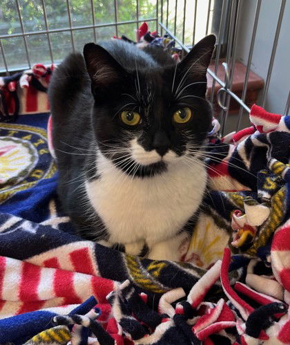 adoptable Cat in Warrenton, VA named Cindy