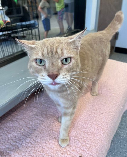 adoptable Cat in Warrenton, VA named Sam