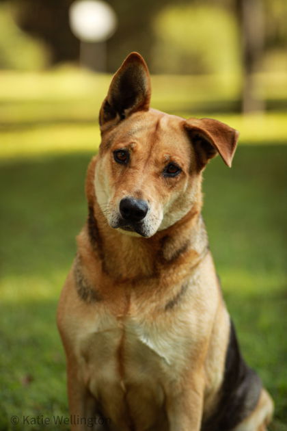 adoptable Dog in Warrenton, VA named Gol