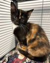 adoptable Cat in , VA named Daki