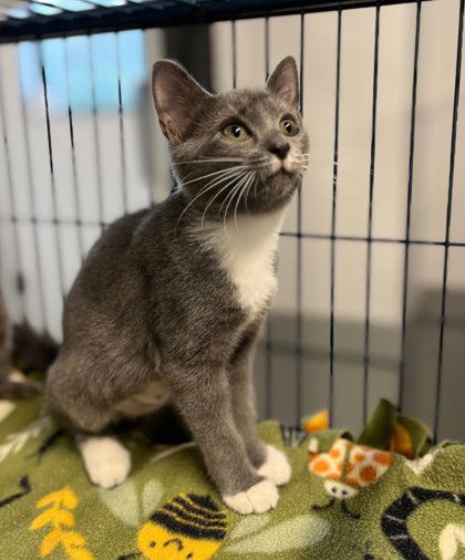 adoptable Cat in Warrenton, VA named Litwick