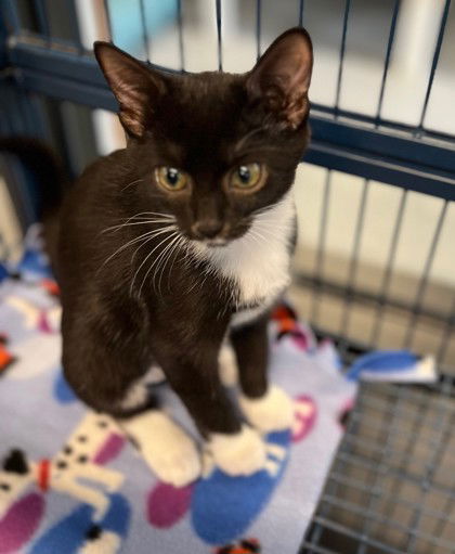 adoptable Cat in Warrenton, VA named Mimikyu