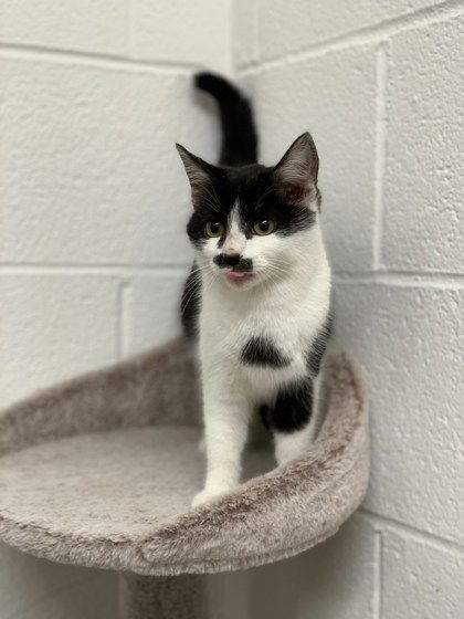 picture of the cat needing adoption