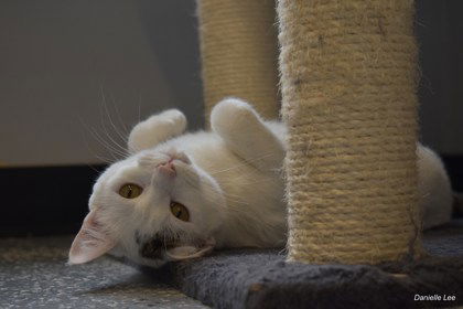 picture of the cat needing adoption