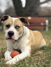adoptable Dog in warrenton, VA named Cable