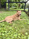 adoptable Dog in warrenton, VA named Cherokee