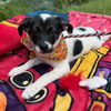 adoptable Dog in  named Watusi