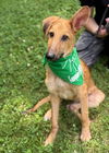 adoptable Dog in  named Scritchy