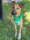 adoptable Dog in  named Itchy