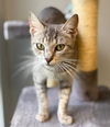 adoptable Cat in warrenton, VA named Blair