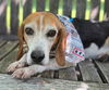 adoptable Dog in warrenton, VA named Cavalli