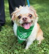 adoptable Dog in Warrenton, VA named Ms. Funny Face