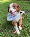 adoptable Dog in warrenton, VA named Atlas