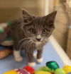 adoptable Cat in  named Mito