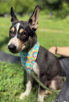 adoptable Dog in warrenton, VA named Corey