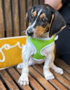 adoptable Dog in warrenton, VA named Emmy Lou