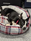 adoptable Dog in  named Shawn