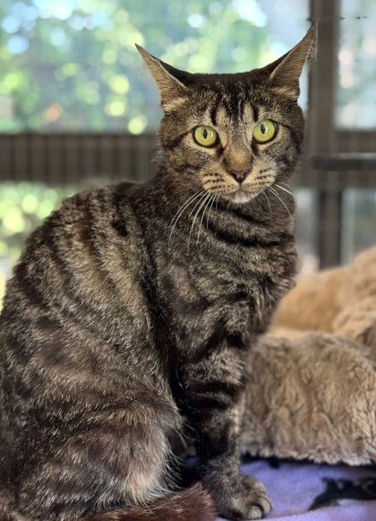 adoptable Cat in Warrenton, VA named Cat Blanchett