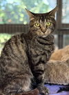 adoptable Cat in warrenton, VA named Cat Blanchett