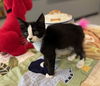 adoptable Cat in warrenton, VA named Catillac
