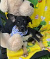 adoptable Dog in  named Tasmania