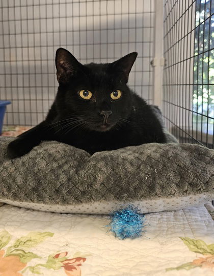 adoptable Cat in Warrenton, VA named Brandon