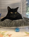 adoptable Cat in warrenton, VA named Brandon