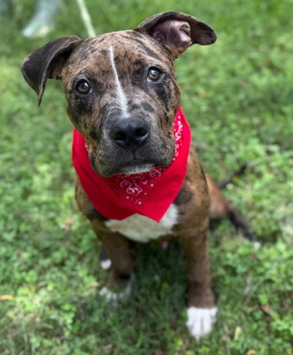 adoptable Dog in Warrenton, VA named CJ