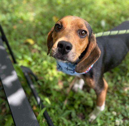 adoptable Dog in Warrenton, VA named Honky Tonk