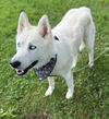 adoptable Dog in  named Queen Barkabeth