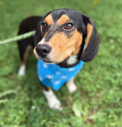 adoptable Dog in Warrenton, VA named Yapper