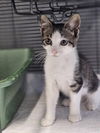 adoptable Cat in warrenton, VA named Beetle