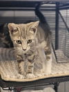 adoptable Cat in warrenton, VA named Bumble Bee
