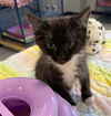 adoptable Cat in warrenton, VA named Dawn