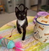 adoptable Cat in , VA named Gon