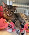 adoptable Cat in , VA named Hisoka