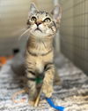 adoptable Cat in , VA named Killua