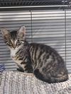 adoptable Cat in , VA named Termite