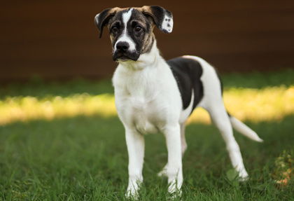 adoptable Dog in Warrenton, VA named Fandango